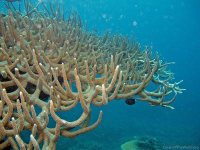 CotW preview: Acropora valenciennesi