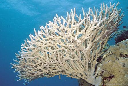 CotW: Acropora valenciennesi