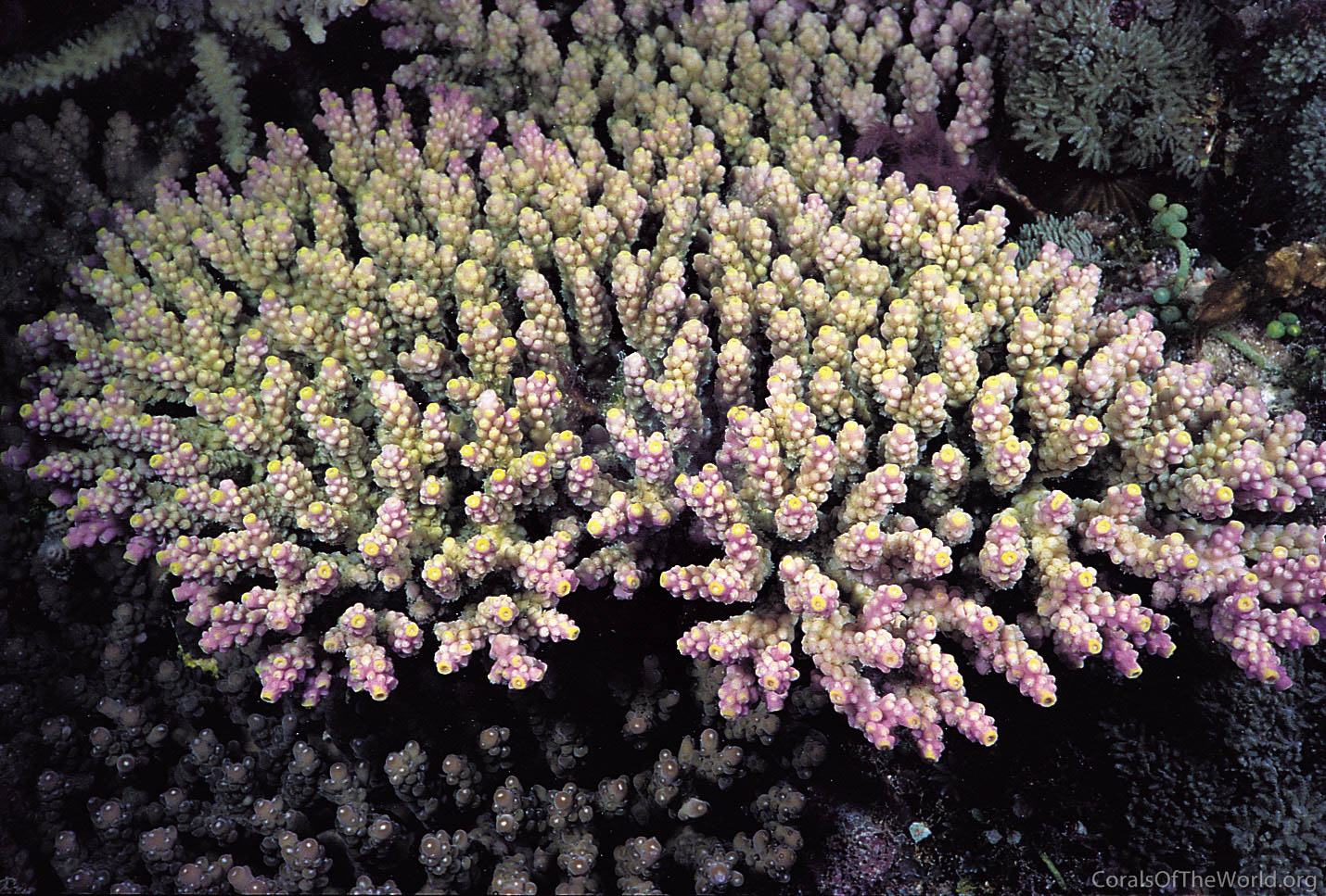 Acropora valida