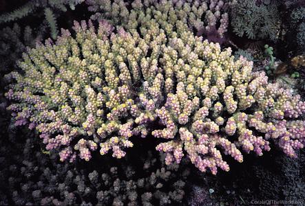 CotW: Acropora valida