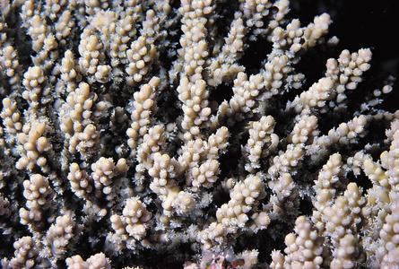 CotW: Acropora valida