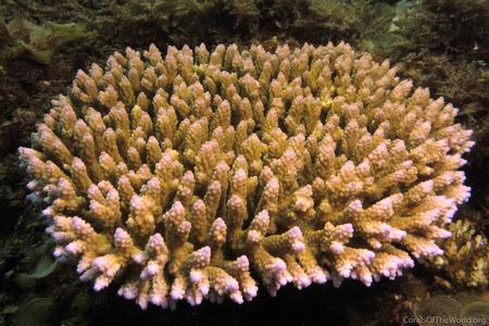 CotW: Acropora valida