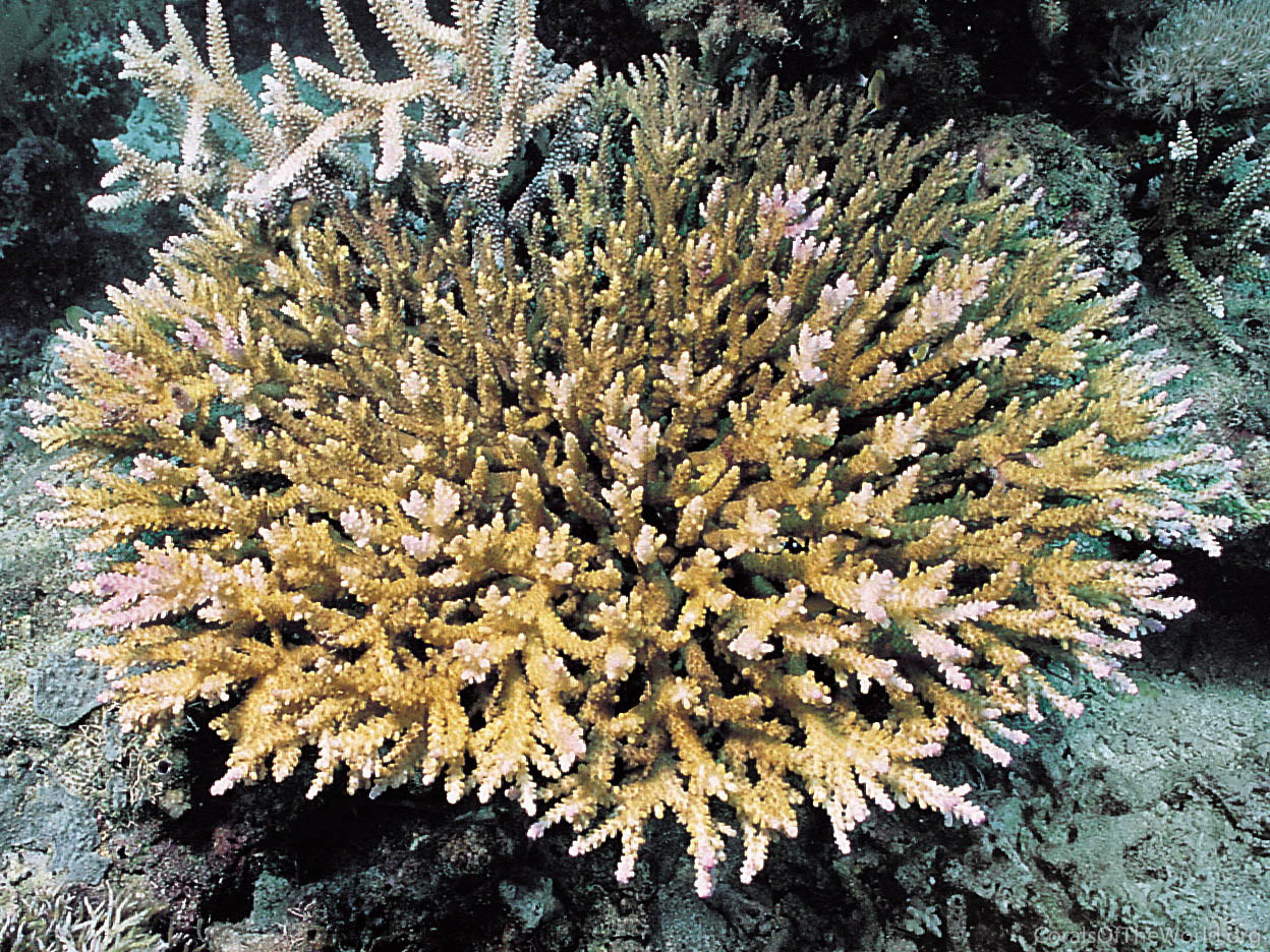 Acropora variabilis