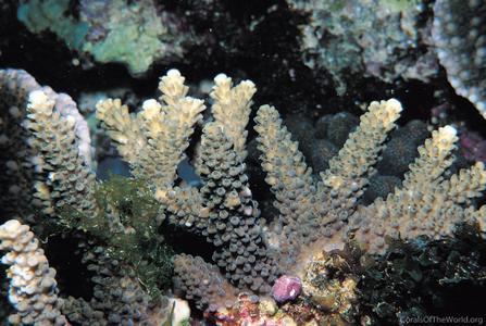 CotW preview: Acropora variolosa