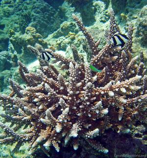 CotW: Acropora variolosa