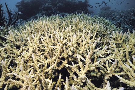 CotW: Acropora vaughani