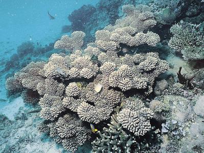 CotW preview: Acropora vermiculata