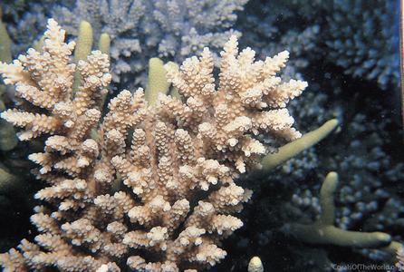 CotW: Acropora vermiculata