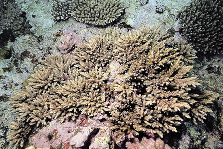 CotW: Acropora verweyi