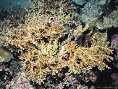 CotW: Acropora walindii