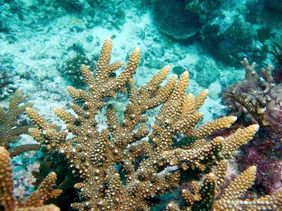 CotW: Acropora wallaceae