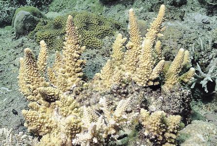 CotW: Acropora wallaceae