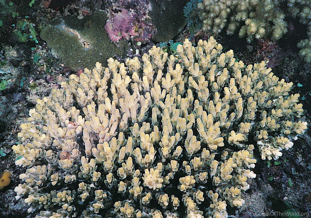 Image from Corals of the World: Acropora willisae