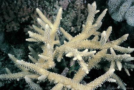 CotW: Acropora yongei