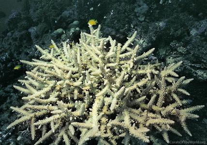 CotW: Acropora yongei