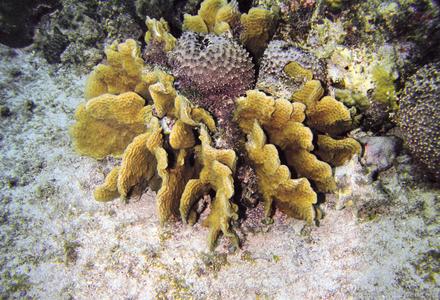 CotW preview: Agaricia agaricites