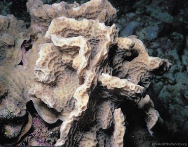 CotW: Agaricia agaricites