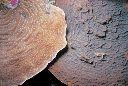 CotW: Agaricia agaricites