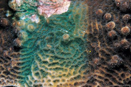 CotW: Agaricia fragilis