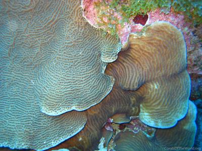 CotW preview: Agaricia grahamae