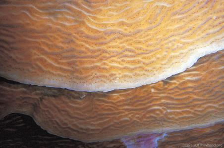 CotW preview: Agaricia grahamae