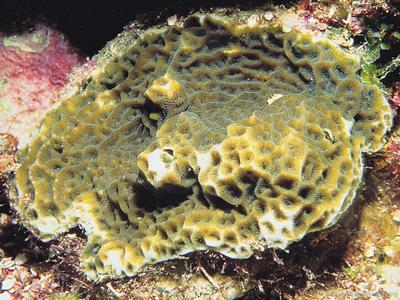 CotW: Agaricia humilis