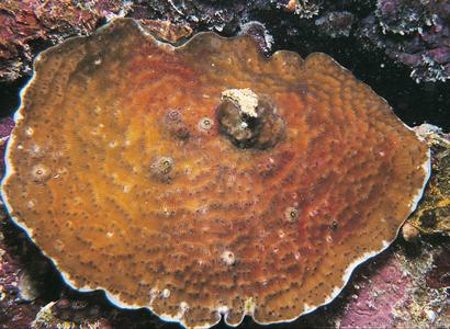 CotW: Agaricia undata