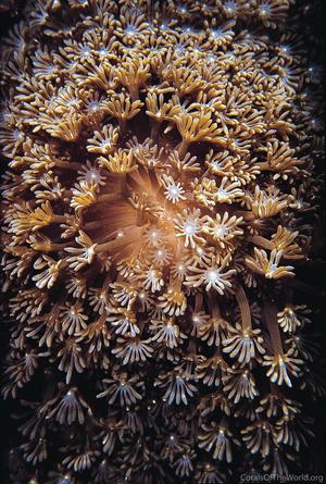 CotW: Alveopora allingi