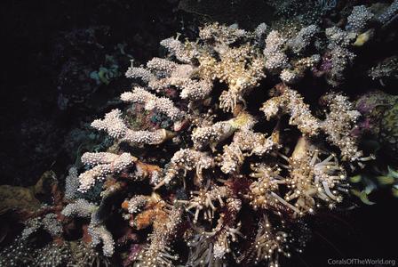CotW: Alveopora catalai