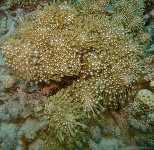CotW: Alveopora catalai