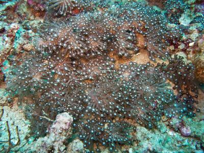 CotW: Alveopora catalai