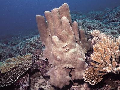CotW: Alveopora daedalea