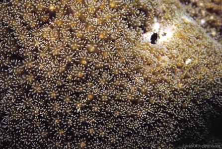CotW: Alveopora daedalea