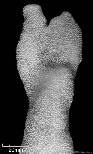 CotW: Alveopora daedalea