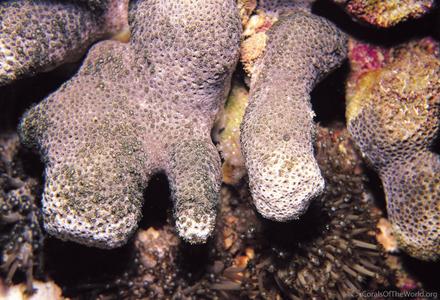 CotW preview: Alveopora excelsa