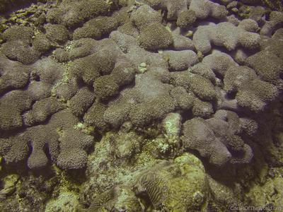 CotW preview: Alveopora excelsa