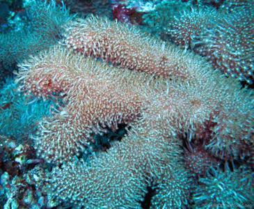 CotW: Alveopora excelsa