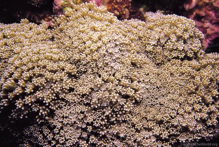 CotW: Alveopora excelsa
