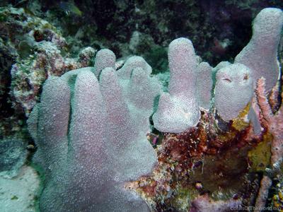 CotW: Alveopora excelsa
