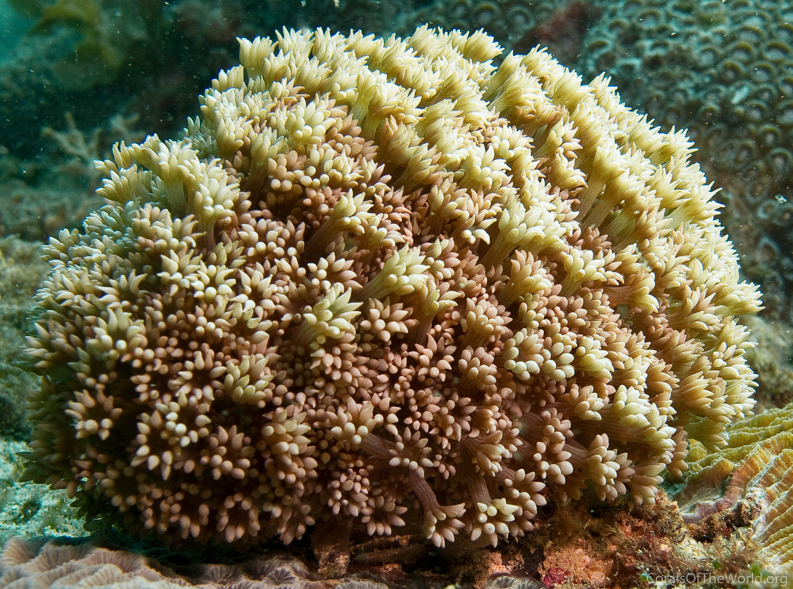 Alveopora fenestrata