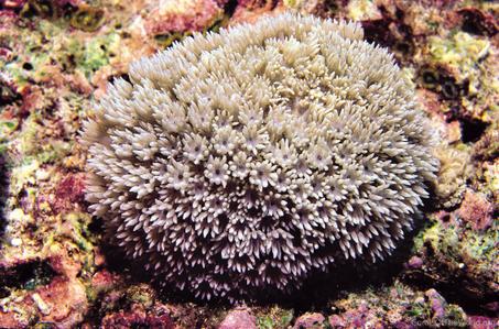 CotW: Alveopora fenestrata