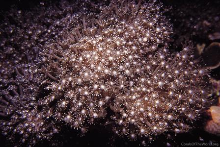 CotW preview: Alveopora gigas