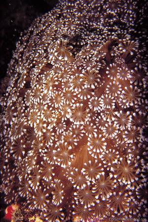 CotW: Alveopora gigas