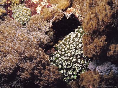 CotW preview: Alveopora japonica