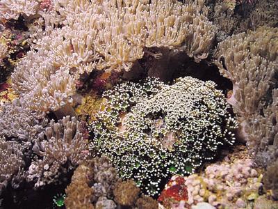 CotW: Alveopora japonica