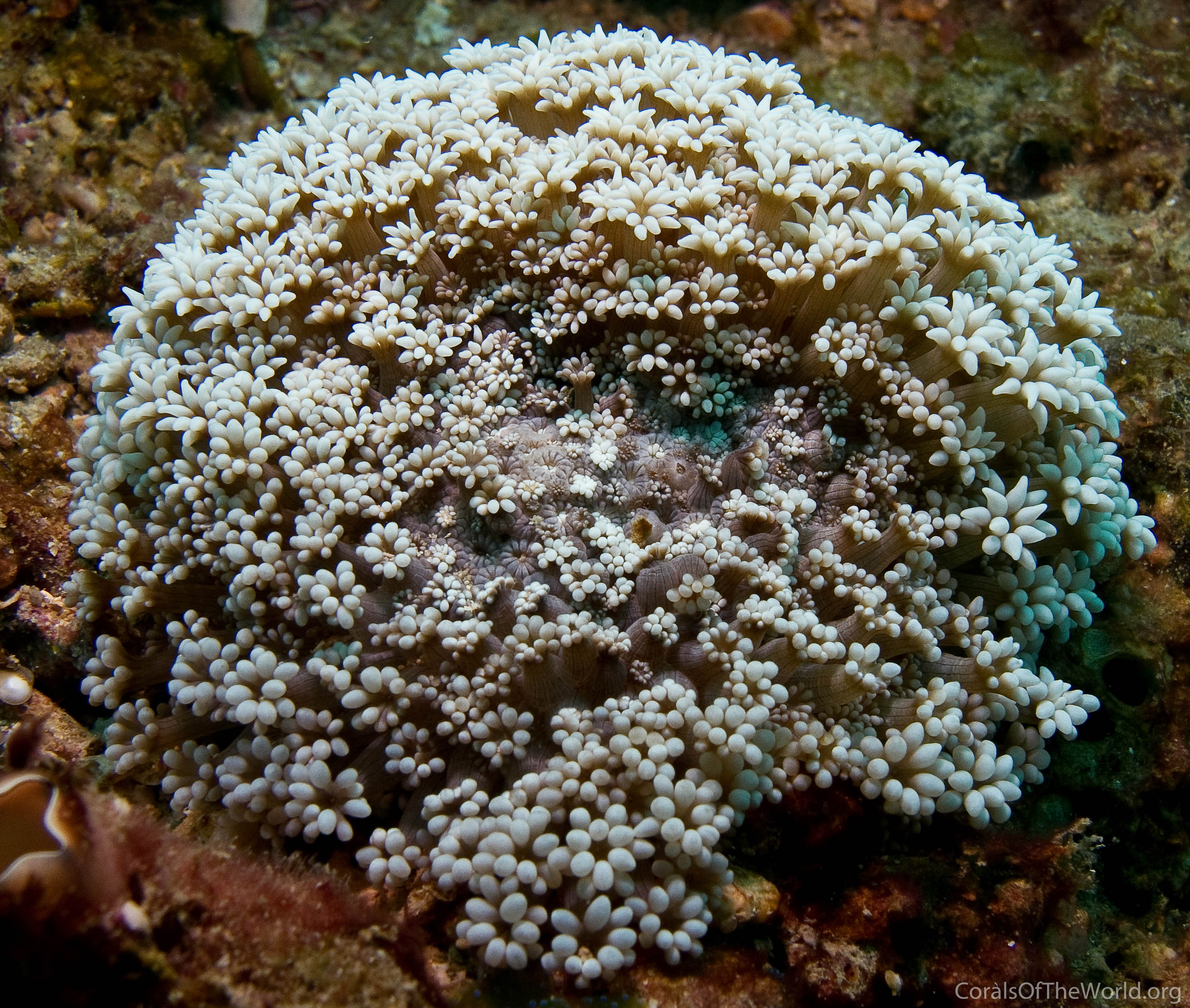 Alveopora marionensis