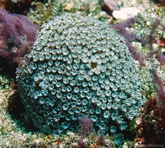 CotW: Alveopora marionensis