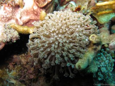 CotW: Alveopora marionensis