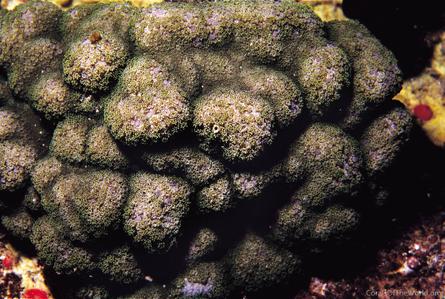 CotW preview: Alveopora minuta