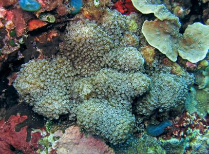 CotW: Alveopora minuta